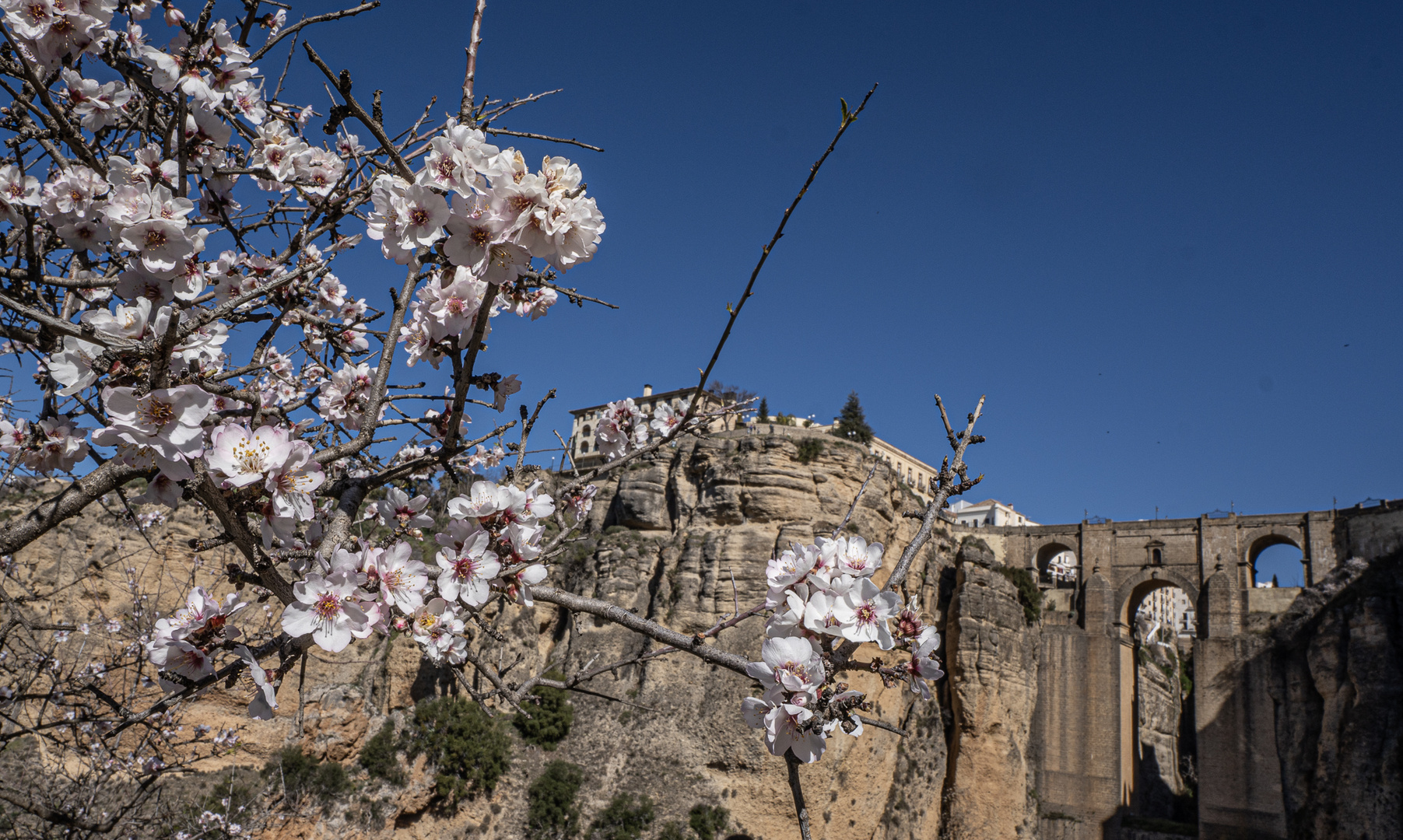 Mandelblüte in Andalusien