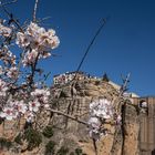 Mandelblüte in Andalusien