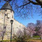 Mandelblüte in Andernach