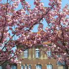 Mandelblüte in Berlin