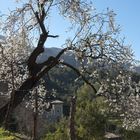 Mandelblüte in Biniaraix (Mallorca)