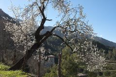 Mandelblüte in Biniaraix (Mallorca)