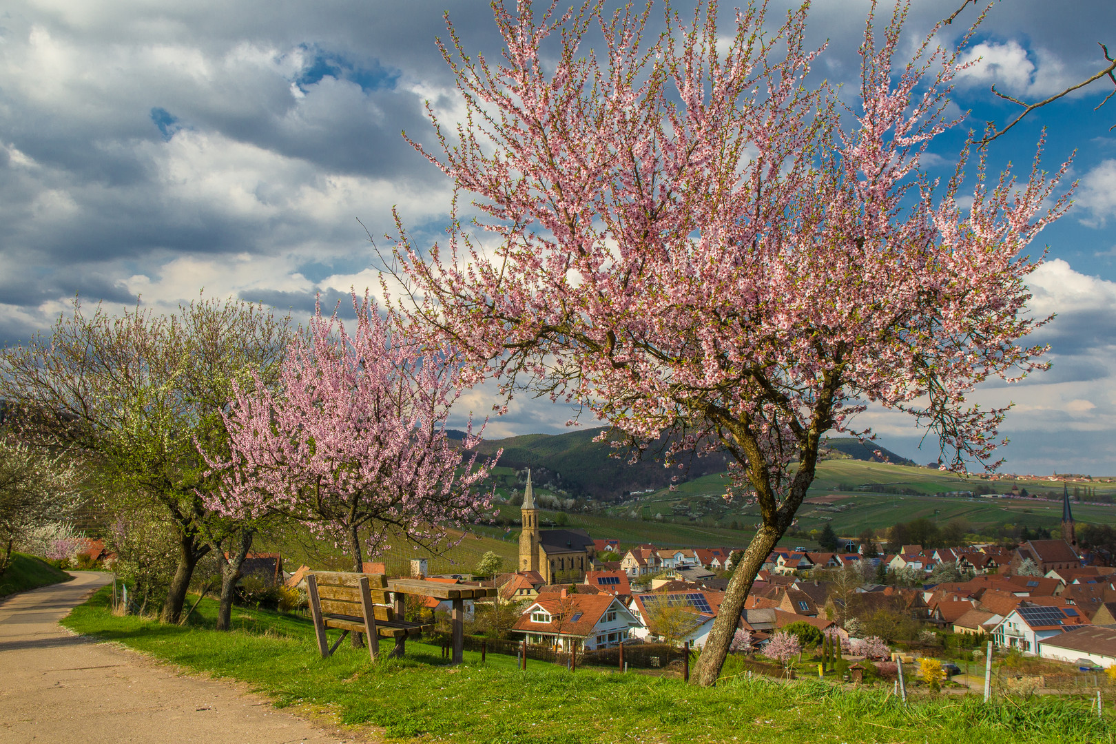 Mandelblüte in Birkweiler No.1