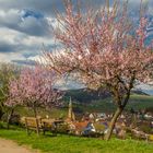 Mandelblüte in Birkweiler No.1