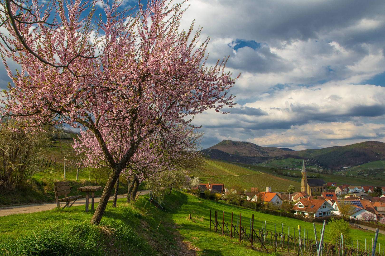 Mandelblüte in Birkweiler No.2