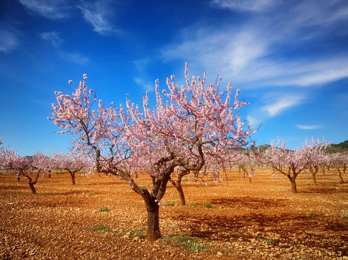 Mandelblüte in Campo López