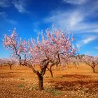 Mandelblüte in Campo López