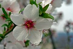 Mandelblüte in Deidesheim