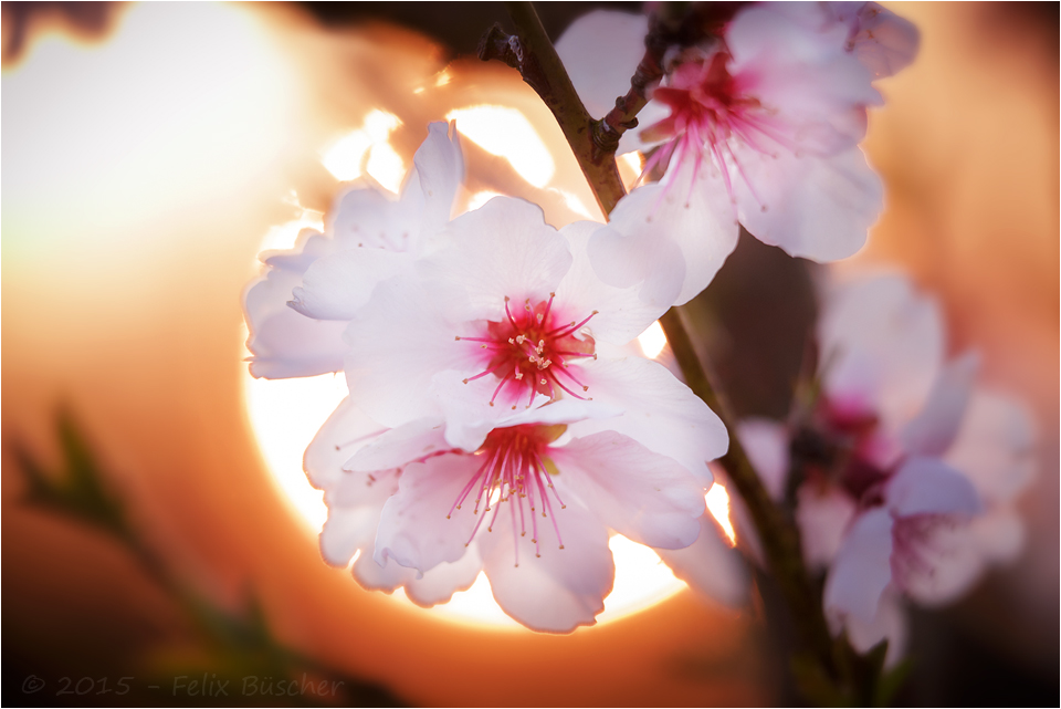 Mandelblüte in der Abendsonne