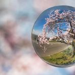 Mandelblüte in der Kugel