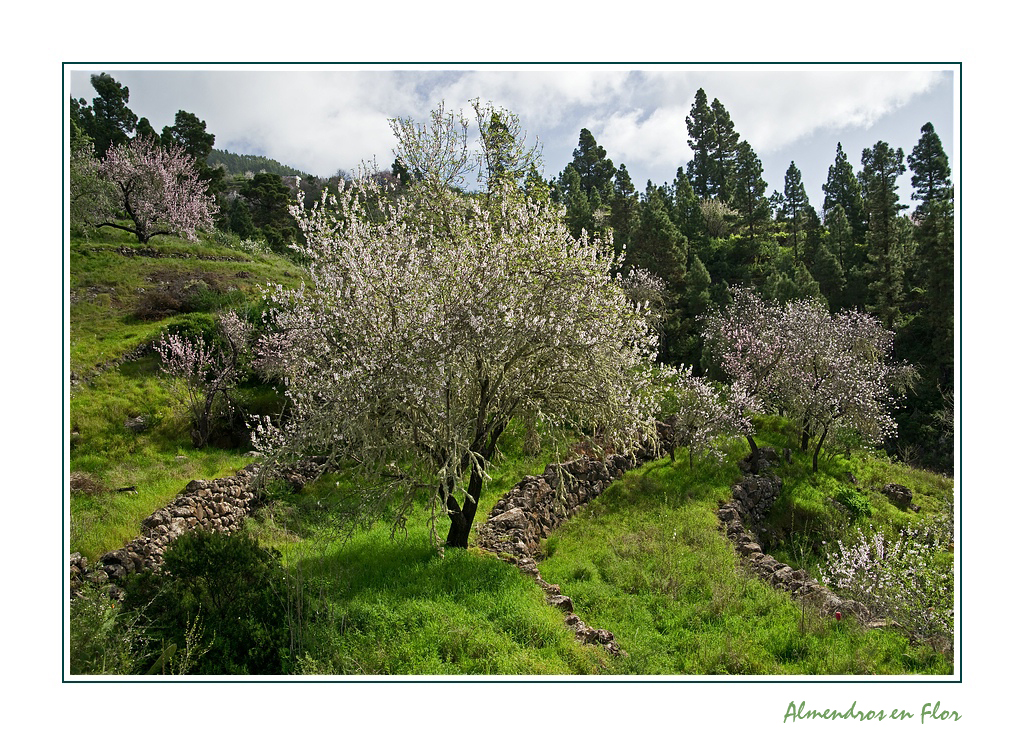 ~Mandelblüte in der Nähe von Puntagorda 2 ~