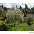 ~Mandelblüte in der Nähe von Puntagorda 2 ~