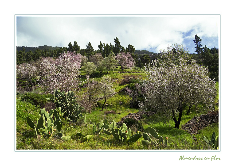 ~Mandelblüte in der Nähe von Puntagorda~