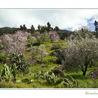 ~Mandelblüte in der Nähe von Puntagorda~