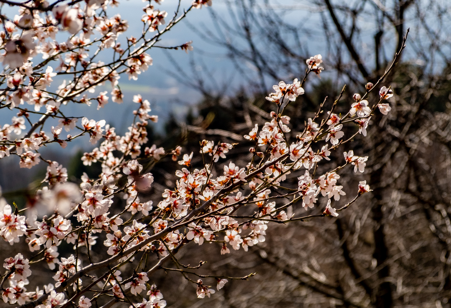 Mandelblüte in der Oststeiermark