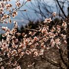 Mandelblüte in der Oststeiermark