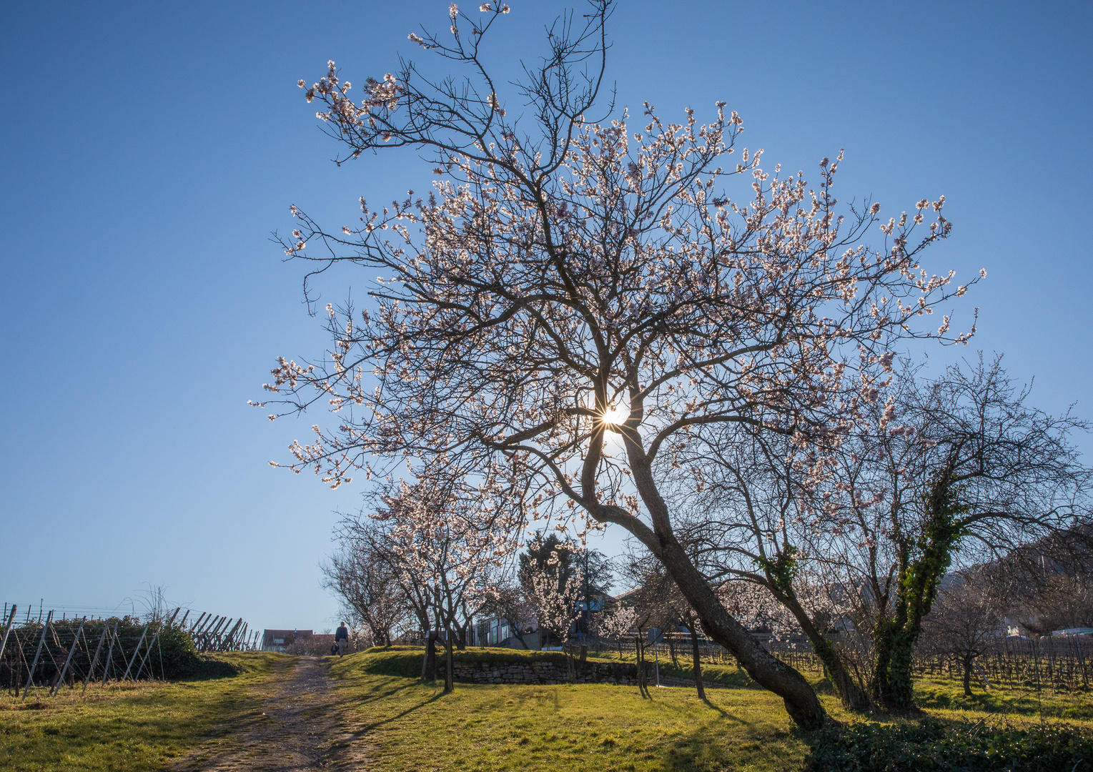 Mandelblüte in der Pfalz