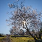 Mandelblüte in der Pfalz