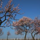 Mandelblüte in der Pfalz 1