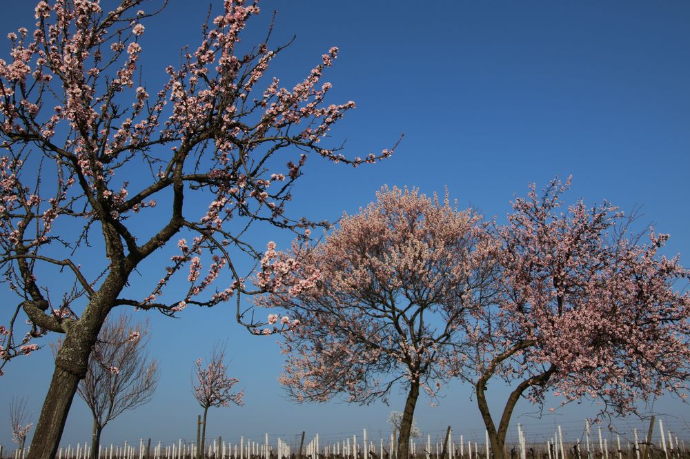 Mandelblüte in der Pfalz 1