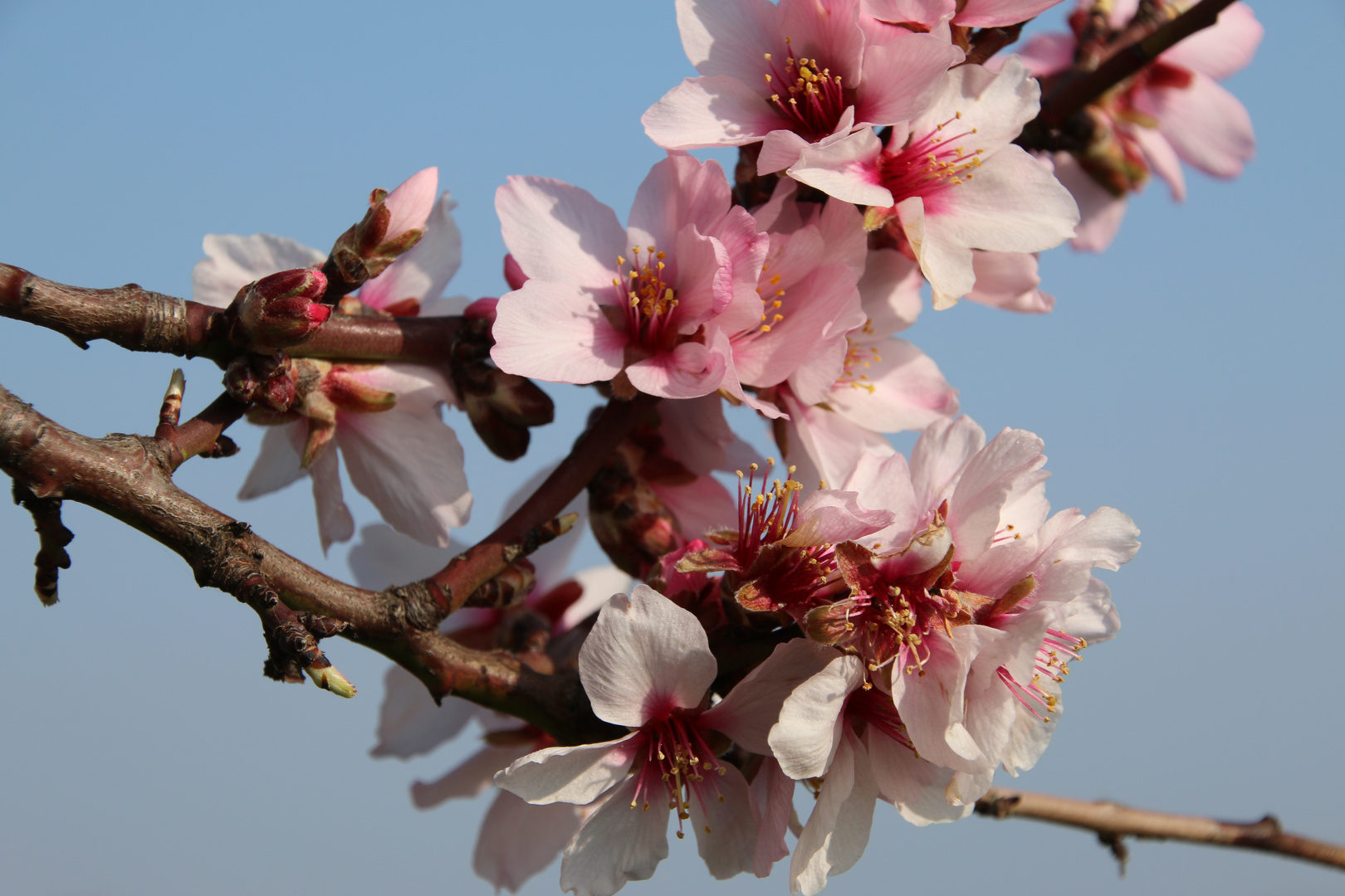 Mandelblüte in der Pfalz 10