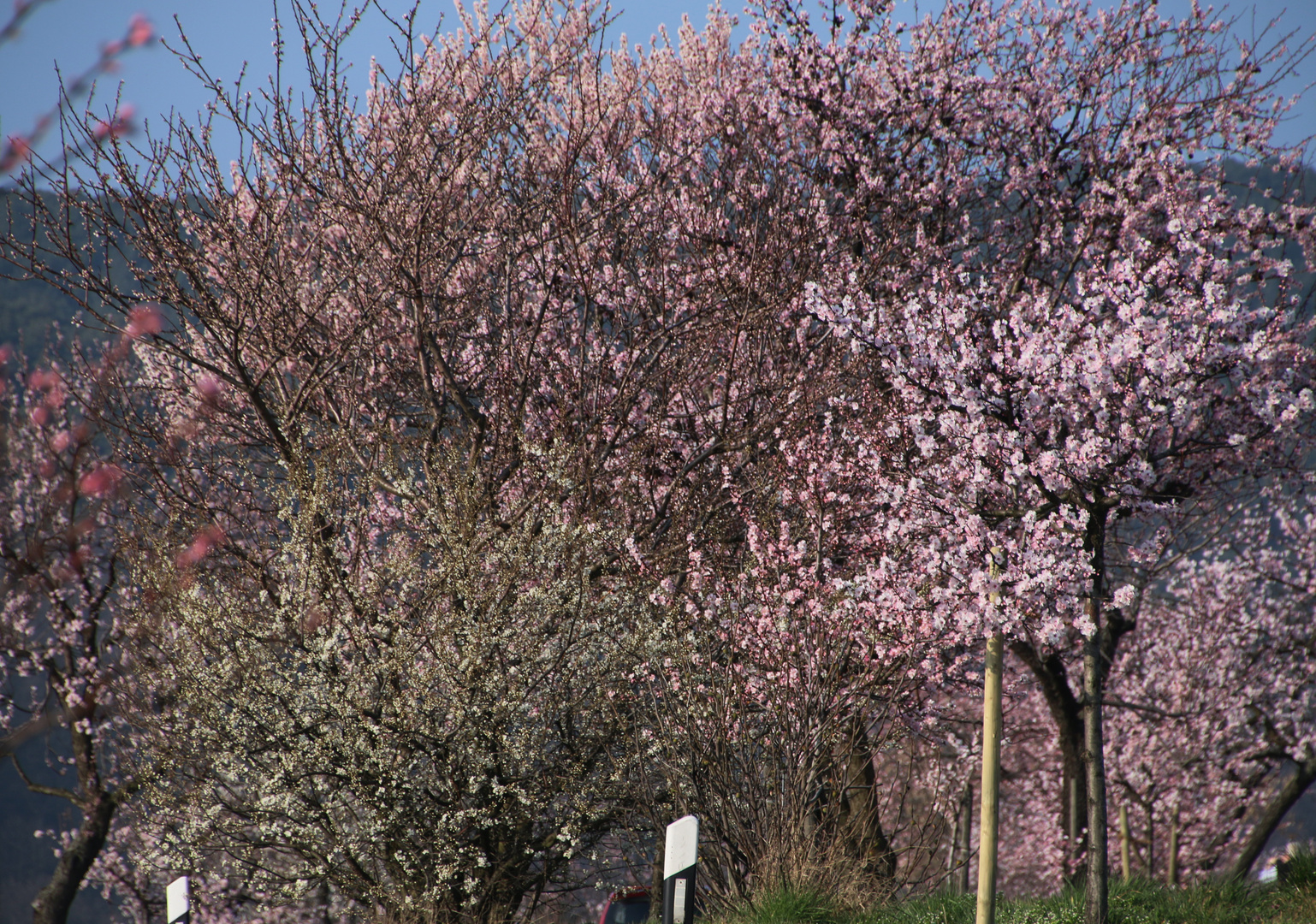 Mandelblüte in der Pfalz 11