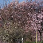 Mandelblüte in der Pfalz 11