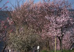Mandelblüte in der Pfalz 11
