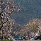 Mandelblüte in der Pfalz 12