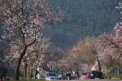 Mandelblüte in der Pfalz 12