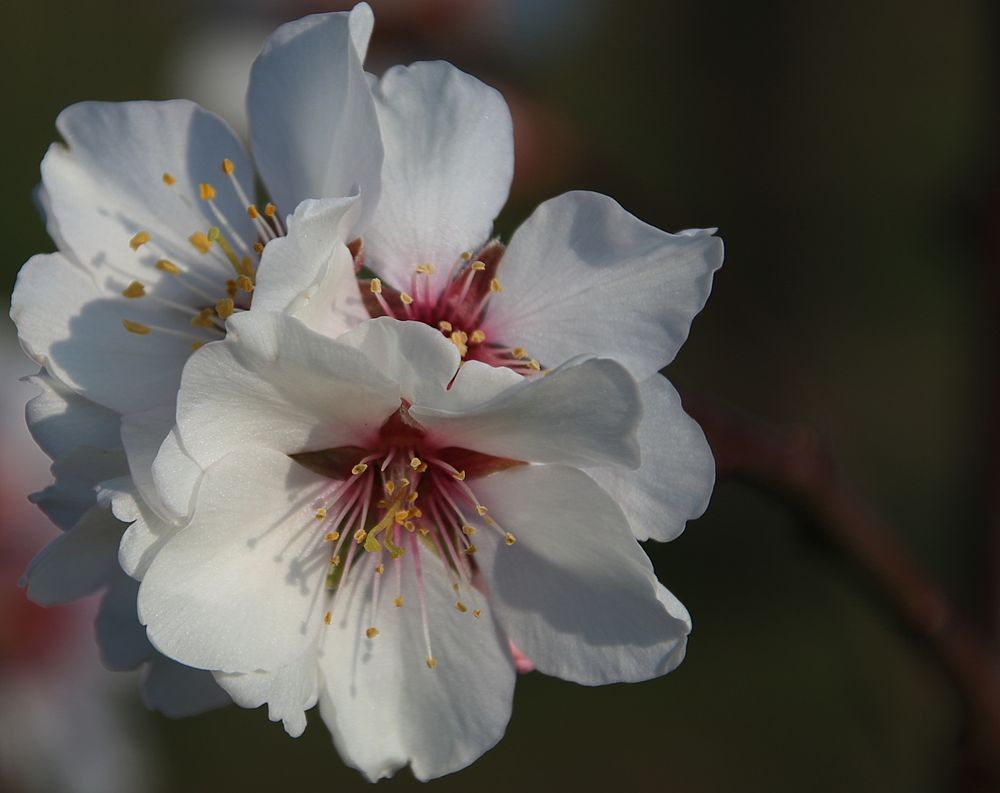 Mandelblüte in der Pfalz 13