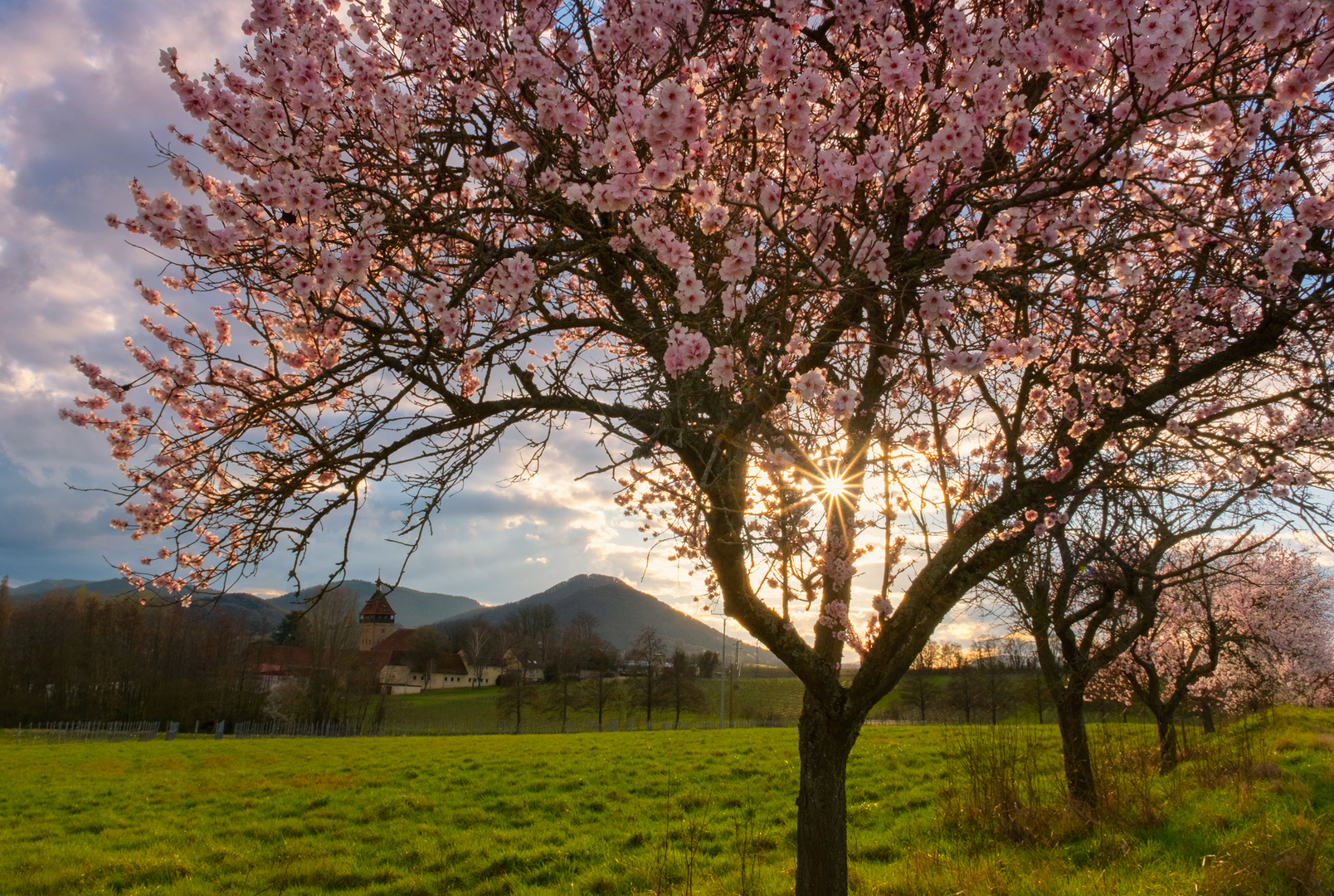 Mandelblüte in der Pfalz*