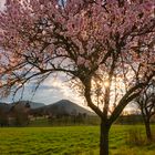 Mandelblüte in der Pfalz*