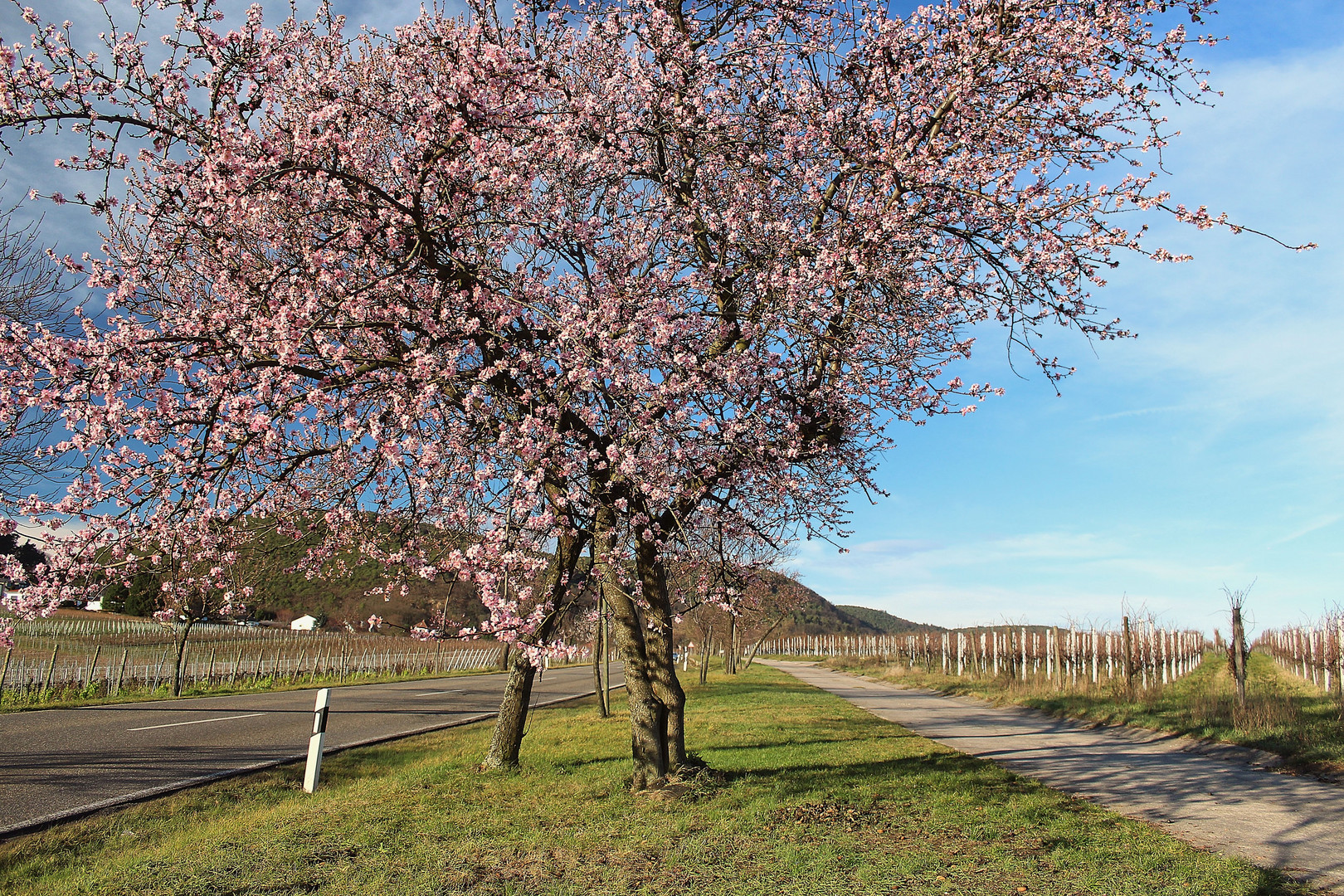 Mandelblüte in der Pfalz