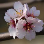 Mandelblüte in der Pfalz 2