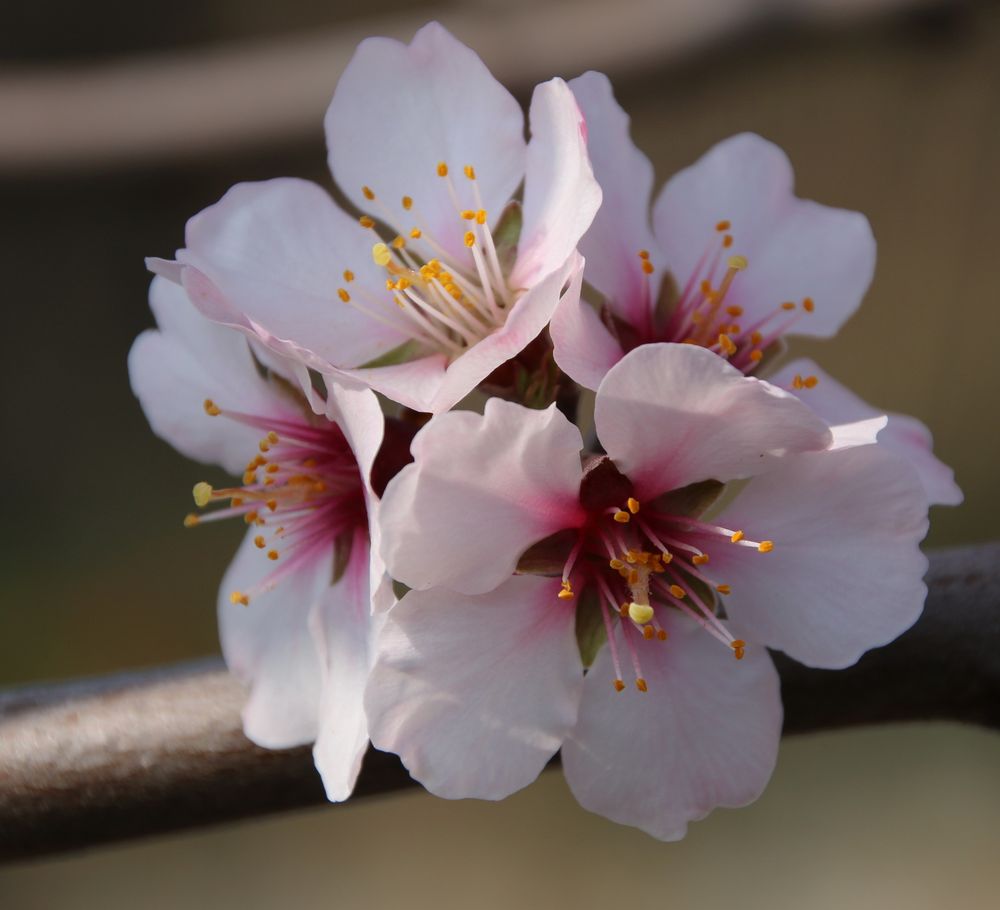 Mandelblüte in der Pfalz 2