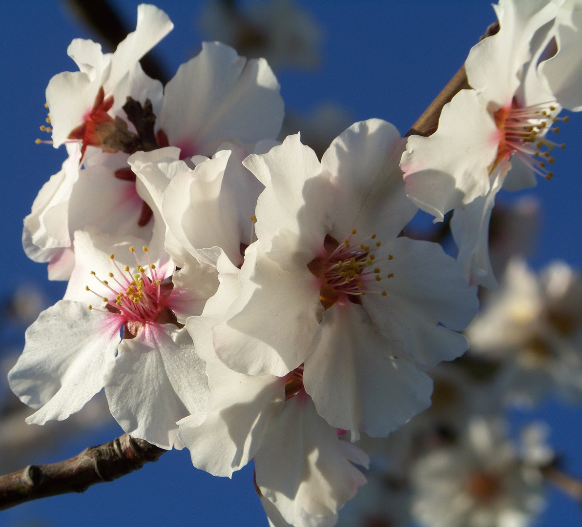 Mandelblüte in der Pfalz 2011