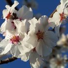 Mandelblüte in der Pfalz 2011