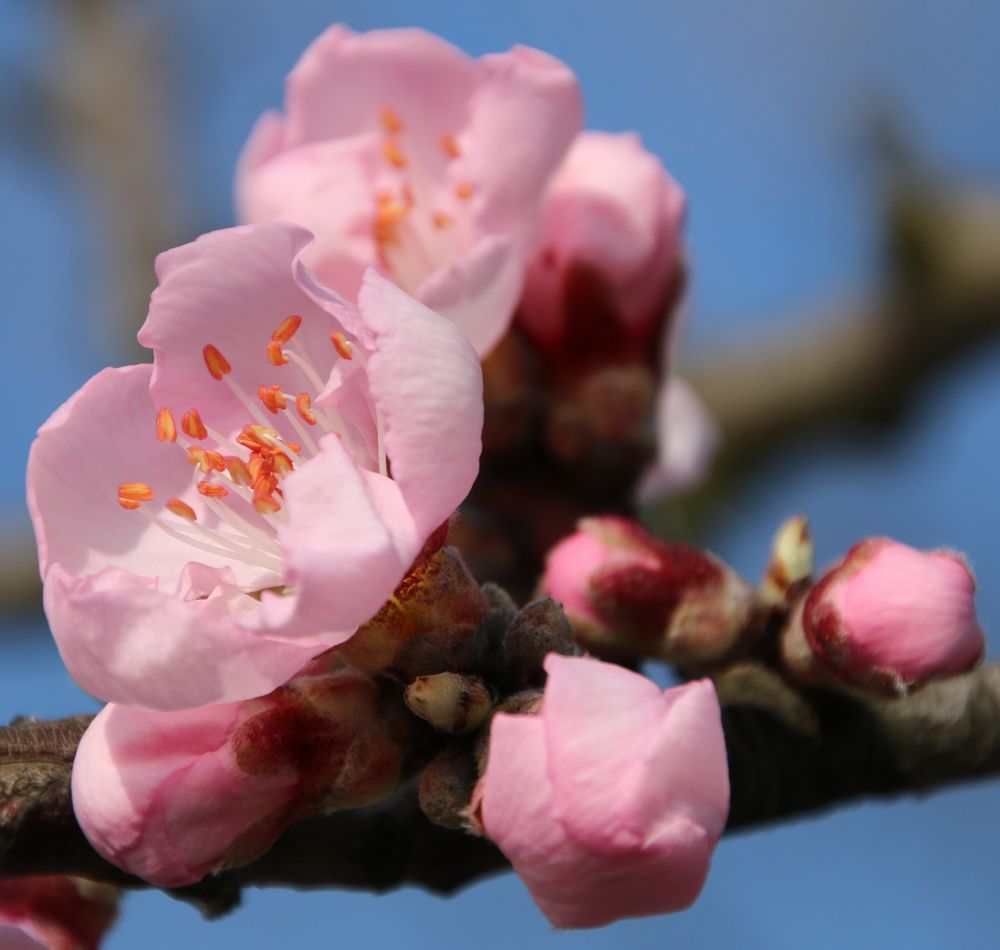 Mandelblüte in der Pfalz 3