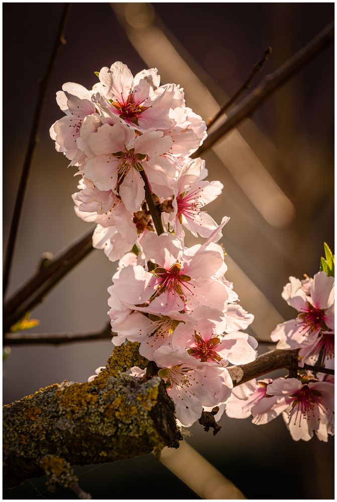 Mandelblüte in der Pfalz