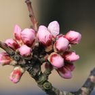 Mandelblüte in der Pfalz 4