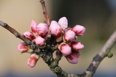 Mandelblüte in der Pfalz 4