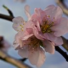 Mandelblüte in der Pfalz