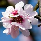 Mandelblüte in der Pfalz