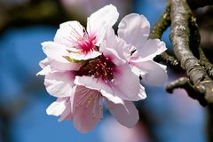 Mandelblüte in der Pfalz