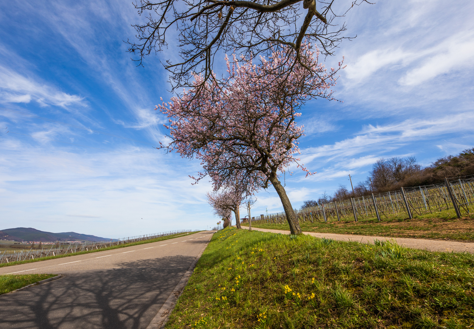 Mandelblüte in der Pfalz