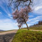 Mandelblüte in der Pfalz