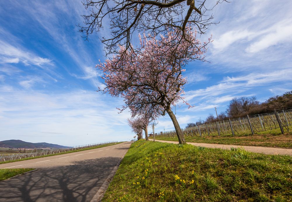 Mandelblüte in der Pfalz Foto & Bild deutschland, europe, rheinland