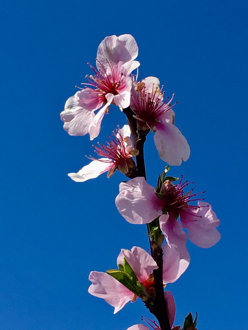 Mandelblüte in der Pfalz