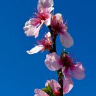 Mandelblüte in der Pfalz